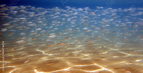 Costa Rica sea life