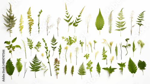 Green fern garden with moss-covered rocks and soil, isolated on white background.