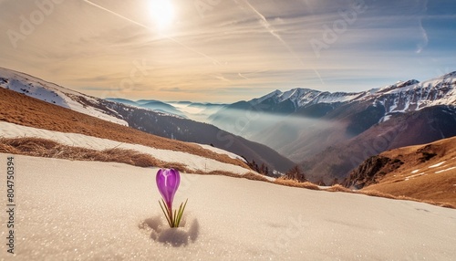 crocus flower emerges from the snow mountain landscape in spring