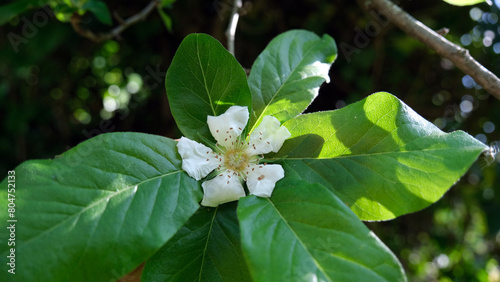 Cuadro en lienzo Close-up of medlar flower