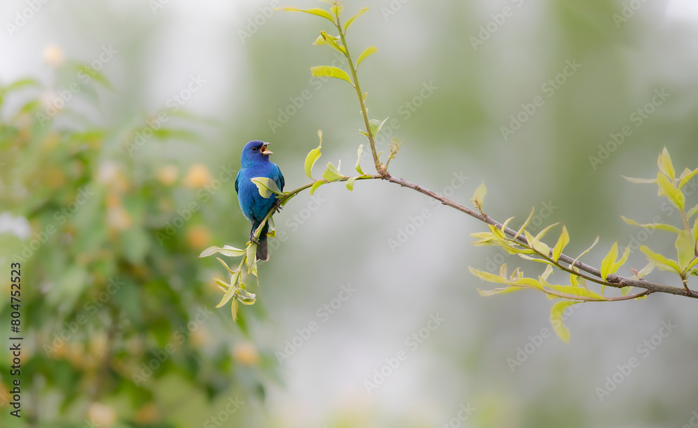 Fototapeta premium indigo bunting singing on branch