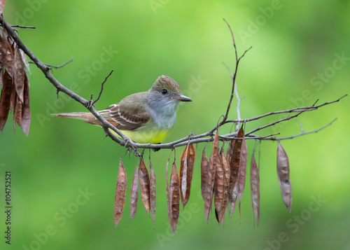 great crested flycatcher in redbud tree photo