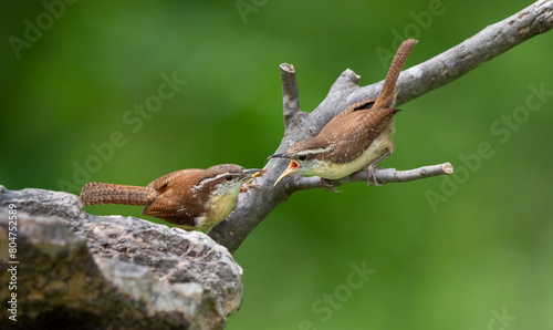 Εκτύπωση καμβά carolina wrens feeding each other