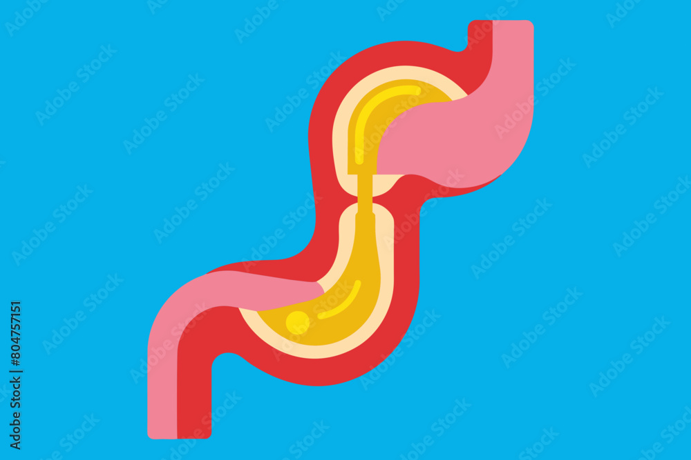 esophagus vector illustration esophagus vector illustration