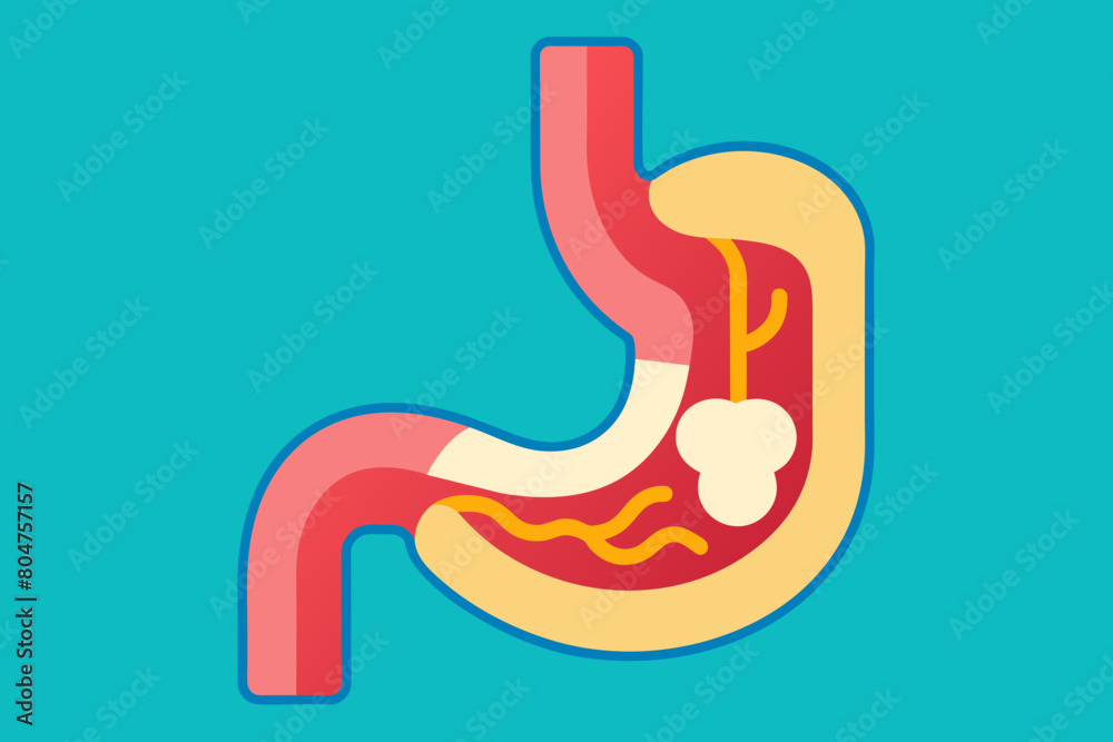 esophagus vector illustration