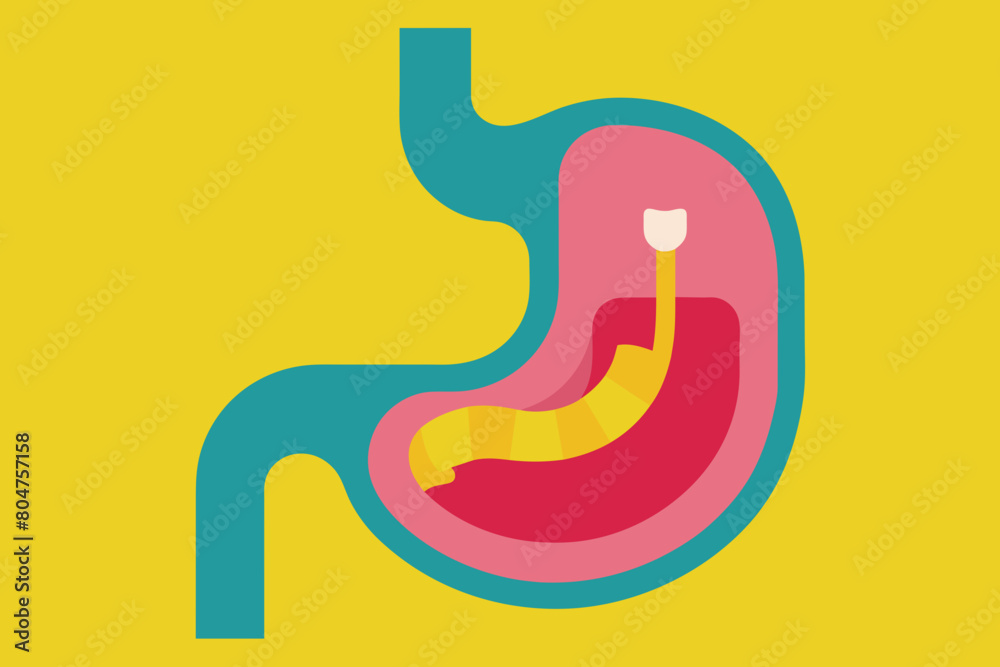 esophagus vector illustration esophagus vector illustration