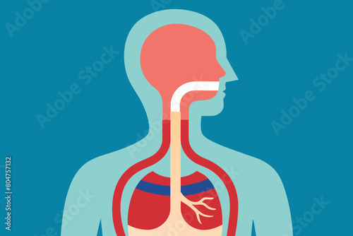 esophagus vector illustration