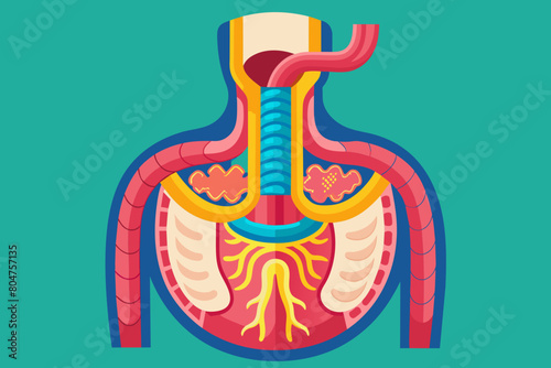 esophagus vector illustration