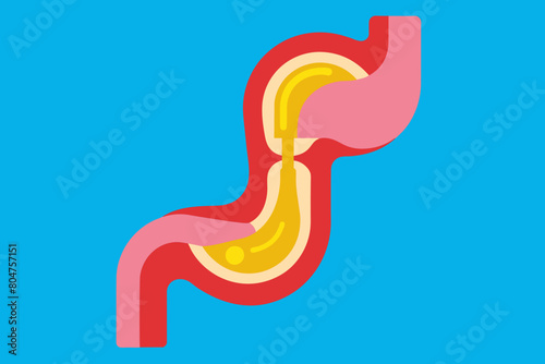 esophagus vector illustration