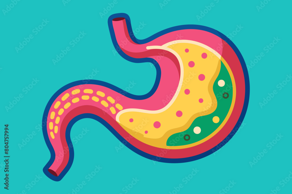 stomach vector illustration stomach vector illustration