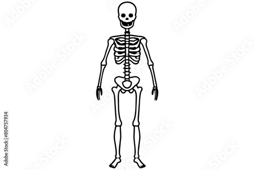 skeleton line art silhouette illustration