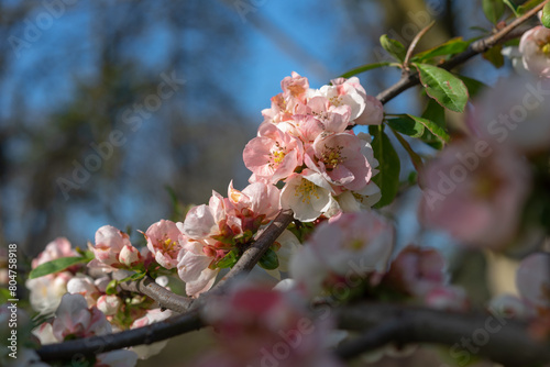 close-up of pink Chaenomeles blossoms in hard sunlight in the park early evening in spring