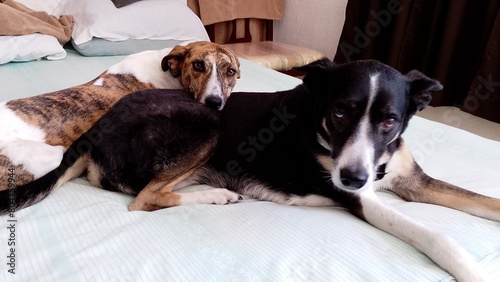 mascotas perros, can, pets