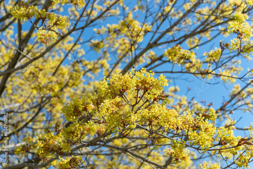 maple leaf inflorescences or flower clusters on a blue sky in spring