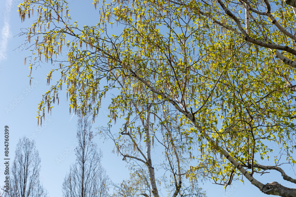 springtime birch tree with catkins on a blue sky with silhouetted trees