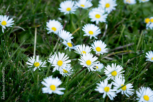 Daisy Delight Close-Up of White Petals in Nature