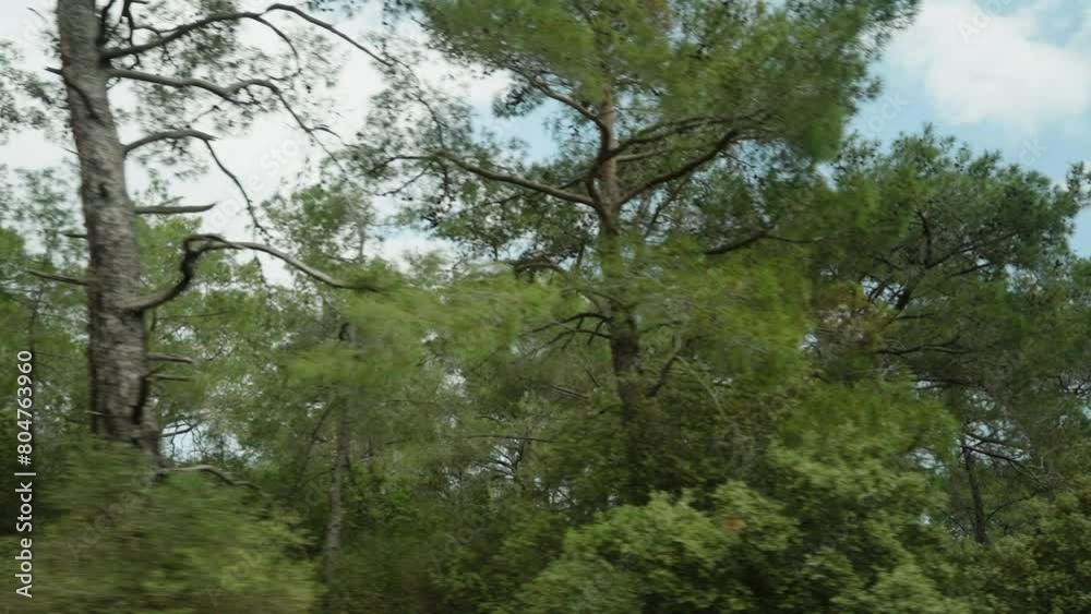I'm driving along a forest road, enjoying the blue sky and the tops of the pine trees.