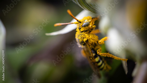 A greedy pollen covered bee on a dandelion