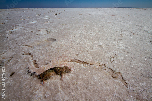 Salt encrusted rodent on Lake Eyre Basin South Australia