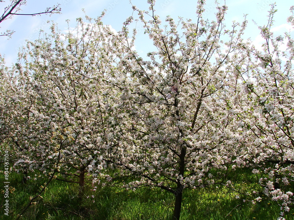 Kwiaty na drzewach owocowych - wiosna w ogrodzie Kwiaty na drzewach owocowych - wiosna w ogrodzie