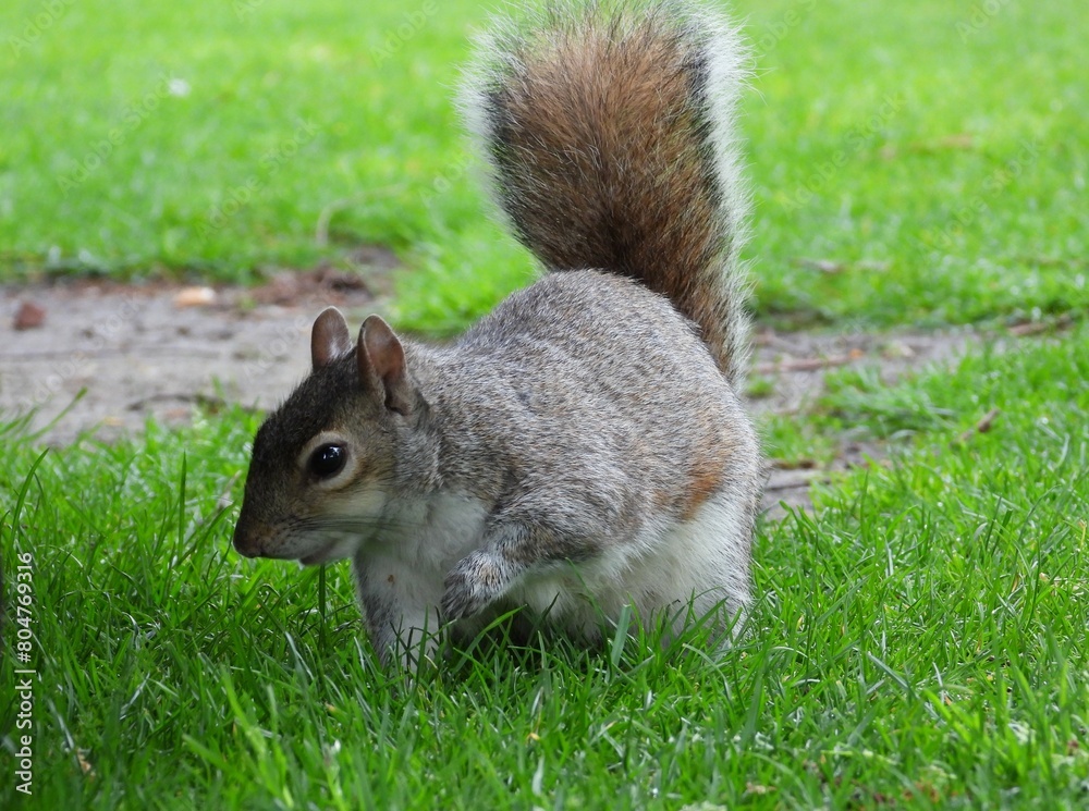 Obraz premium Squirrel on green grass