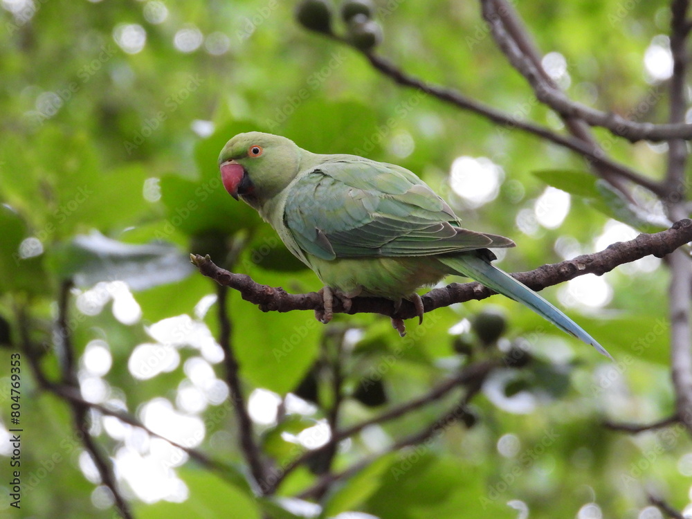 Fototapeta premium Green parrot on a branch
