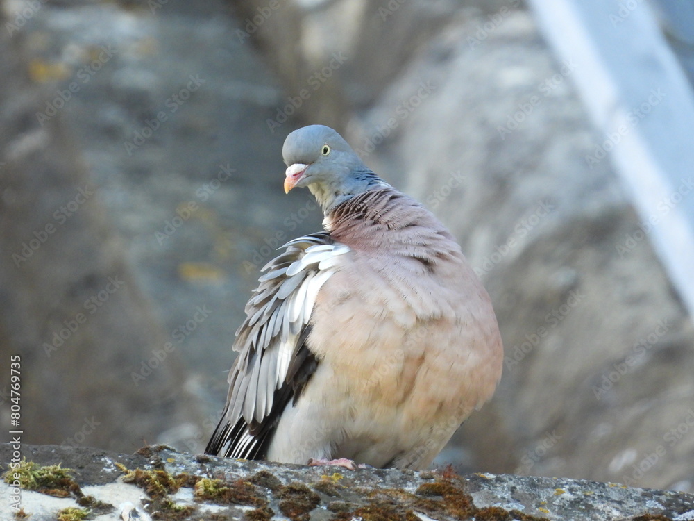 Fototapeta premium A pigeon on the edge of an old roof