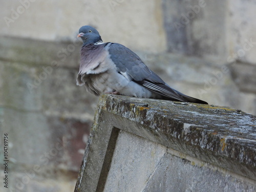 A pigeon on the edge of an old roof