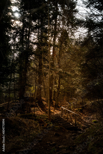 staircase in the dawn forest in the mountains of Poland