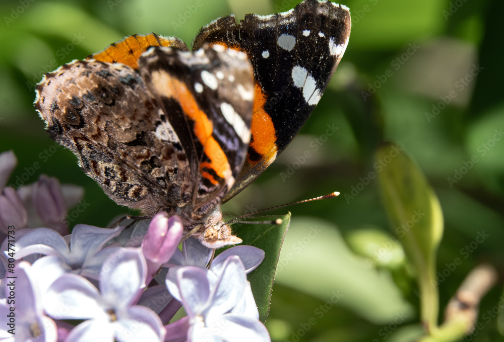 Elegant Visitor on Lilac Blossoms Elegant Visitor on Lilac Blossoms
