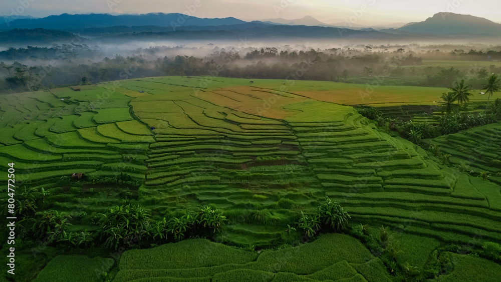 Fototapeta premium Top view or aerial shot of fresh green and yellow rice fields. Drone view of countryside.