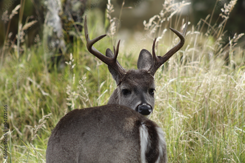 Venado colablanca libre en los cerros orientales del paramo de Chingaza Colombia. Venado colablanca libre en los cerros orientales del paramo de Chingaza Colombia.