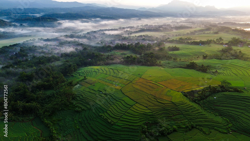 Top view or aerial shot of fresh green and yellow rice fields. Drone view of countryside. 