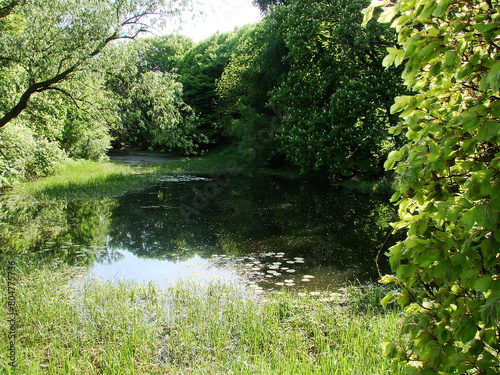 Przyroda nad rzek   - wodny   wiat