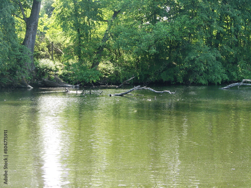 Przyroda nad rzeką - wodny świat