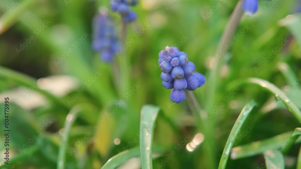 Grape hyacinth plant in bloom surrounded by green grass. Beautiful blue flowers, macro shot. Peaceful spring natural background. Grape hyacinth plant in bloom surrounded by green grass. Beautiful blue flowers, macro shot. Peaceful spring natural background.