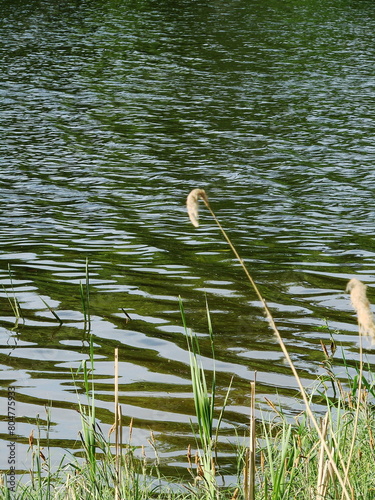 Przyroda nad rzeką - wodny świat