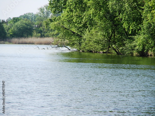 Przyroda nad rzeką - wodny świat