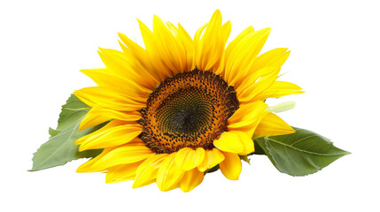 Sunflower flower on white background, png
