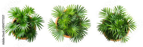 A row of three lush Lady Palm plants with vibrant green leaves in pots on a transparent Background. photo