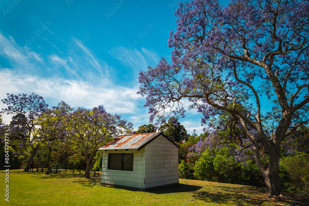 Jacaranda blossoms in Parramatta park