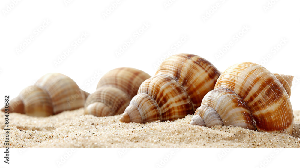 Shells of sea snail on sand on a white background. png transparent Shells of sea snail on sand on a white background. png transparent