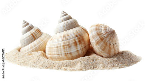 Shells of sea snail on sand on a white background. png transparent
