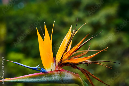 beautiful red flower, tropical flower. rostrata, Hanging Claw Lobster or False Bird of Paradise. Plant, they are a source of nectar for birds and insects. photo