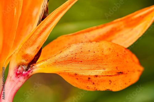 beautiful red flower, tropical flower. rostrata, Hanging Claw Lobster or False Bird of Paradise. Plant, they are a source of nectar for birds and insects. photo