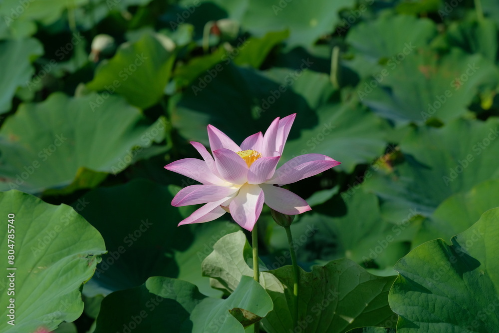 pink lotus in full blooming, Fujiwara-kyo-ato,Nara,Japan pink lotus in full blooming, Fujiwara-kyo-ato,Nara,Japan