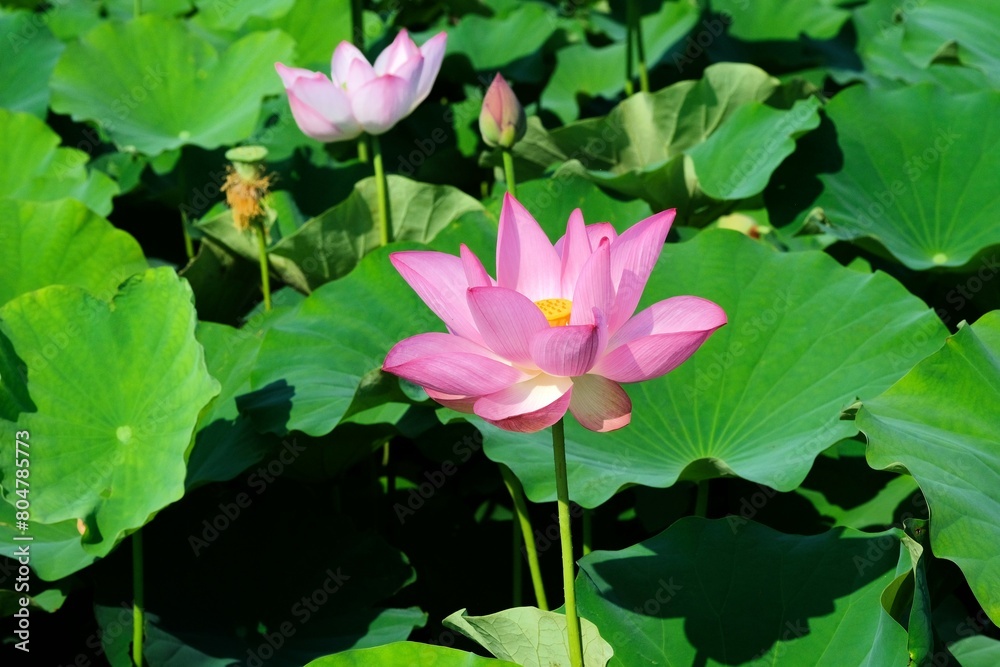 pink lotus in full blooming, Fujiwara-kyo-ato,Nara,Japan pink lotus in full blooming, Fujiwara-kyo-ato,Nara,Japan