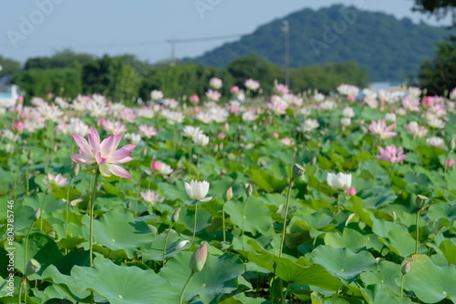 pink lotus in full blooming, Fujiwara-kyo-ato,Nara,Japan © 百合 須藤