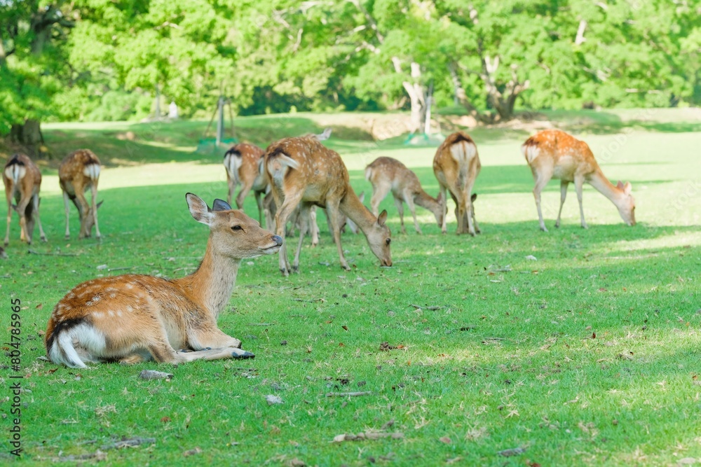 group of deer in green field,Nara,Japan	
