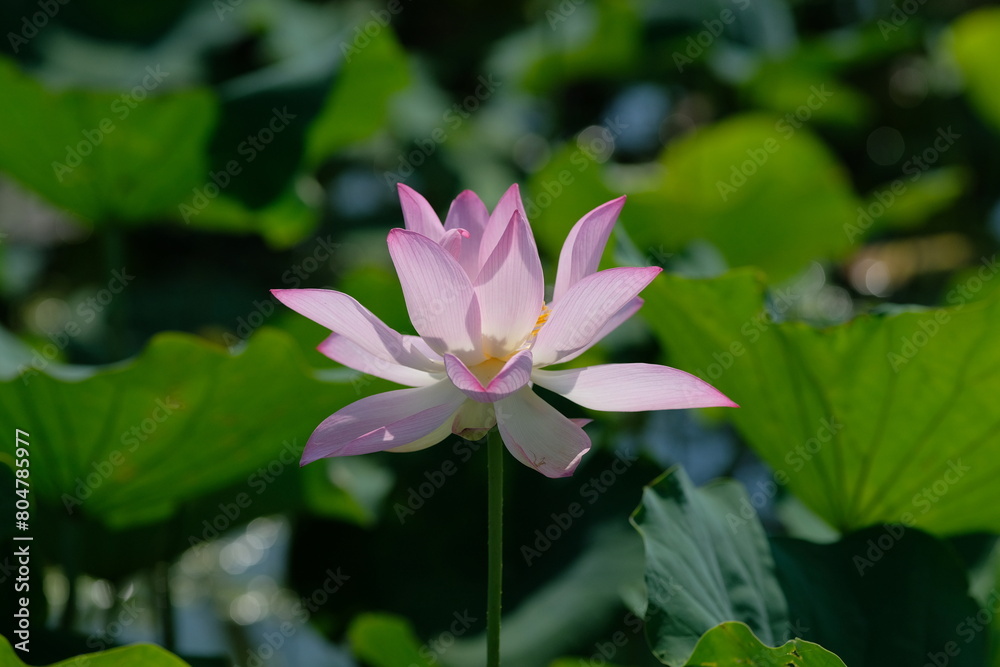 pink lotus in full blooming, Fujiwara-kyo,Nara,Japan pink lotus in full blooming, Fujiwara-kyo,Nara,Japan